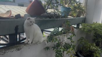 Tìm Mèo lạc tại TP Hồ Chí Minh -  Mèo Anh Đực, màu Trắng