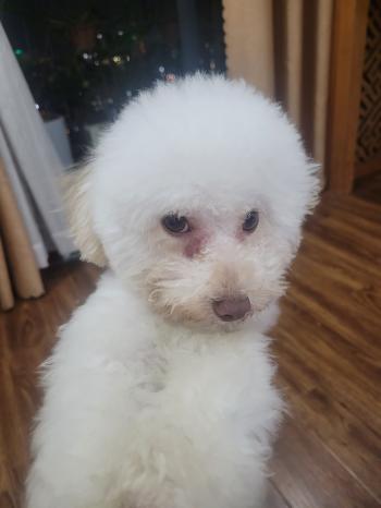 Tìm Chó lạc tại Hà Nội -  Chó Poodle Đực, màu Trắng