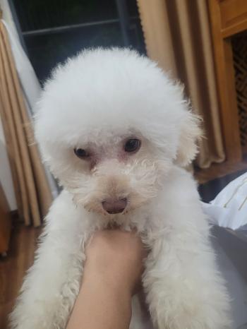 Tìm Chó lạc tại Hà Nội -  Chó Poodle Đực, màu Trắng