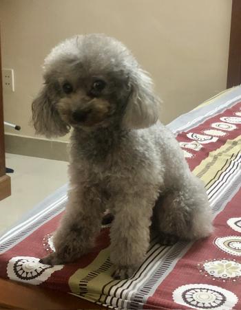 Tìm Chó lạc tại TP Hồ Chí Minh -  Chó Poodle Đực, màu Xám