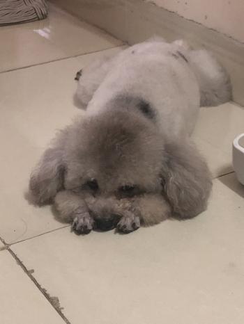 Tìm Chó lạc tại TP Hồ Chí Minh -  Chó Poodle Đực, màu Xám