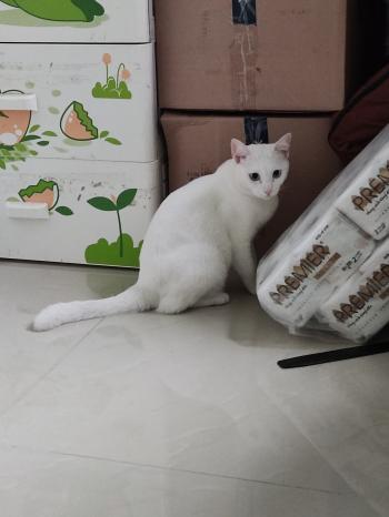Tìm Mèo lạc tại Bà Rịa - Vũng Tàu -  Mèo Ta Cái, màu Trắng