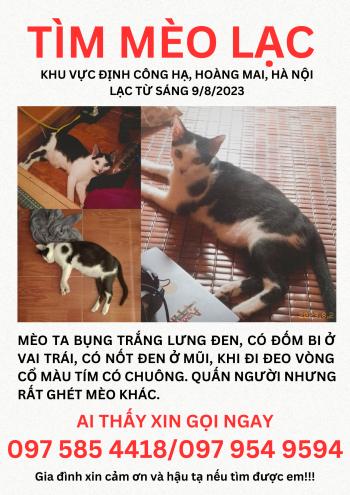 Tìm Mèo lạc tại Hà Nội