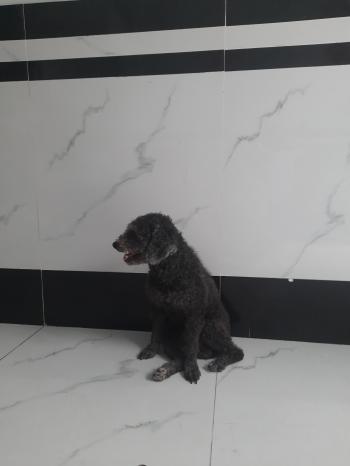 Tìm Chó lạc tại Bà Rịa - Vũng Tàu -  Chó Poodle Đực, màu Đen