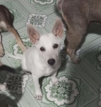 Tìm Chó lạc tại Bình Dương
