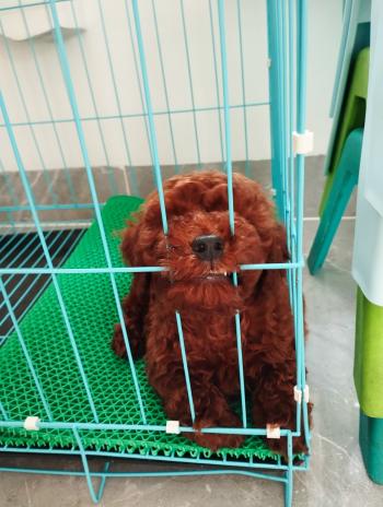 Tìm Chó lạc tại TP Hồ Chí Minh -  Chó Poodle Đực, màu Nâu đỏ