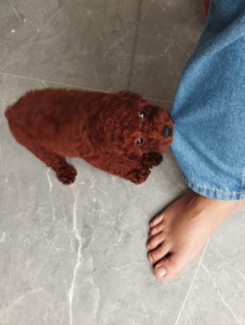 Tìm Chó lạc tại TP Hồ Chí Minh