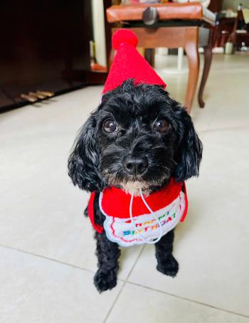 Tìm Chó lạc tại Hà Nội -  Chó Poodle Cái, màu Đen