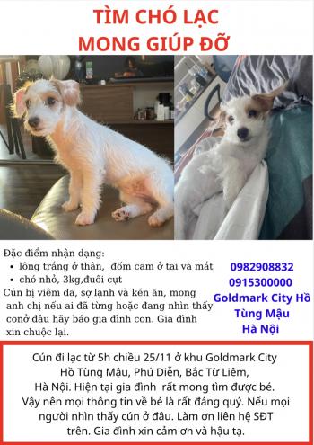 Tìm Chó lạc tại Hà Nội -  Chó Chihuahua Cái, màu Trắng