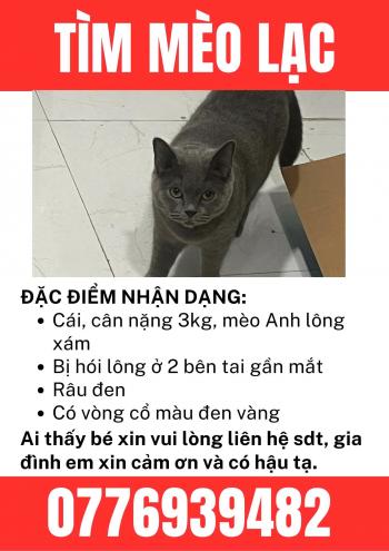 Tìm Mèo lạc tại Khánh Hòa