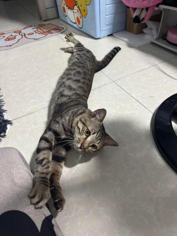 Tìm Mèo lạc tại TP Hồ Chí Minh -  Mèo Mướp Đực, màu Vằn vện