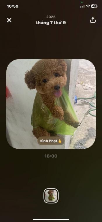 Tìm Chó lạc tại Hải Phòng