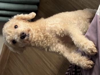 Tìm Chó lạc tại Hà Nội -  Chó Poodle Đực, màu Kem (Vàng mơ)