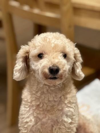 Tìm Chó lạc tại Hà Nội -  Chó Poodle Đực, màu Kem (Vàng mơ)