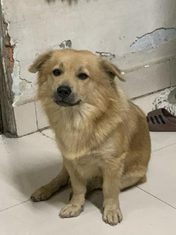 Tìm Chó lạc tại Bình Dương