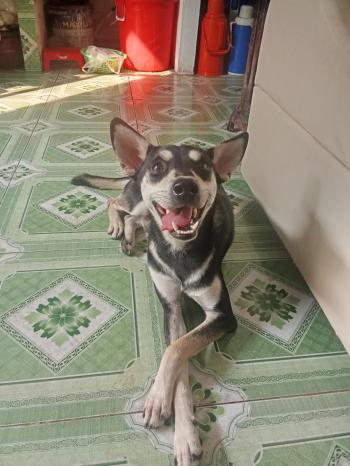 Tìm Chó lạc tại Đồng Tháp