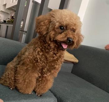 Tìm Chó lạc tại Hà Nội -  Chó Poodle Cái, màu Nâu đất