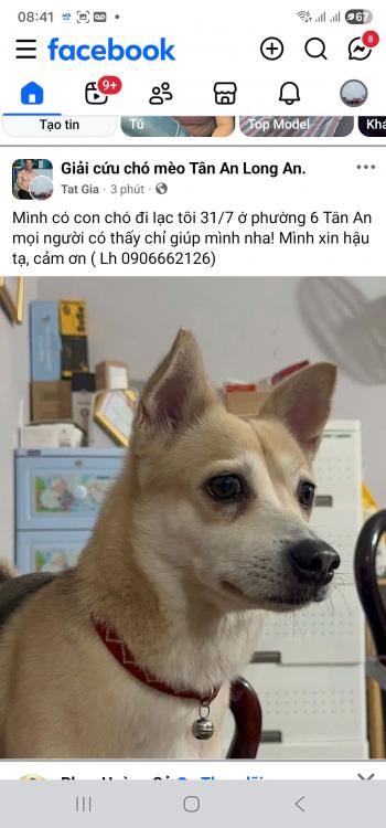 Tìm Chó lạc tại Long An