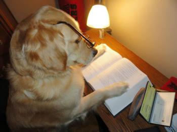 Chó đọc sách