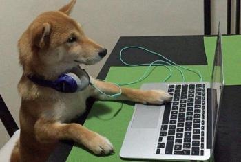 Chó xem laptop