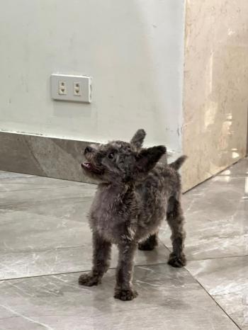 Tìm Chó lạc tại Hà Nội -  Chó Poodle Cái, màu Đen