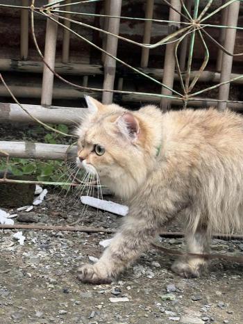 Tìm Mèo lạc tại Hà Nội -  Mèo Anh Đực, màu Xám