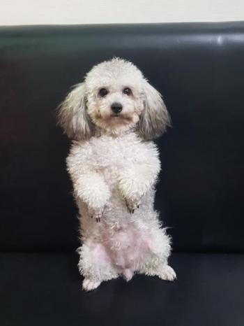 Tìm Chó lạc tại Hà Nội -  Chó Poodle Cái, màu Xám