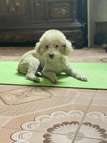 Tìm Chó lạc tại Hà Nội -  Chó Poodle Đực, màu Kem (Vàng mơ)