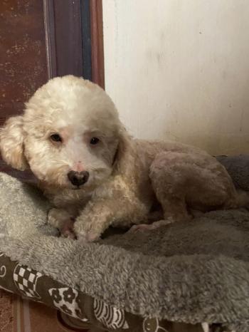 Tìm Chó lạc tại Hà Nội -  Chó Poodle Đực, màu Kem (Vàng mơ)