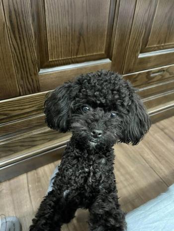 Tìm Chó lạc tại Hà Nội -  Chó Poodle Đực, màu Đen