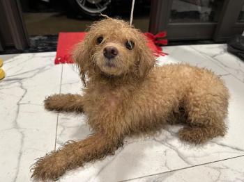 Phát hiện Chó lạc tại Hà Nội -  Chó Poodle Cái, màu Nâu đất