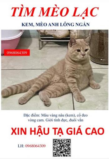 Tìm Mèo lạc tại Hà Nội