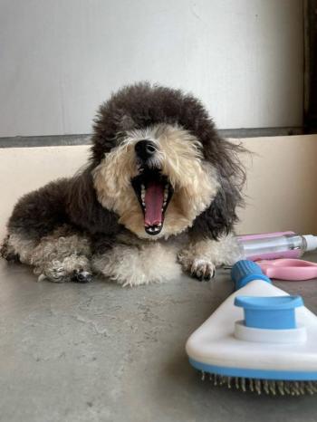 Tìm Chó lạc tại TP Hồ Chí Minh -  Chó Poodle Đực, màu Đen - Trắng (Bò sữa)