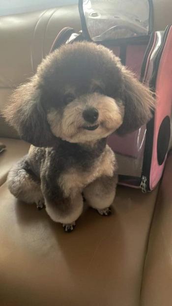 Tìm Chó lạc tại TP Hồ Chí Minh -  Chó Poodle Đực, màu Đen - Trắng (Bò sữa)