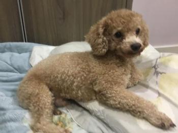 Tìm Chó lạc tại Hà Nội -  Chó Poodle Đực, màu Nâu đất