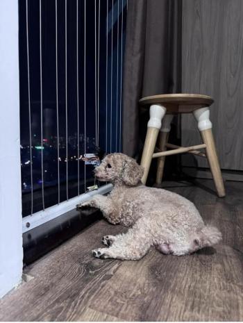 Tìm Chó lạc tại Hà Nội -  Chó Poodle Đực, màu Nâu đất