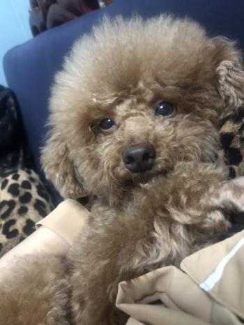 Tìm Chó lạc tại Hà Nam -  Chó Poodle Đực, màu Nâu đỏ