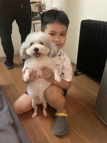 Tìm Chó lạc tại Hà Nội -  Chó Poodle Đực, màu Trắng