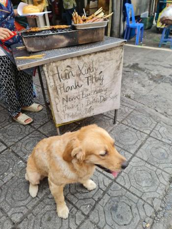 Tìm Chó lạc tại Hà Nội -  Chó Đực, màu Vàng