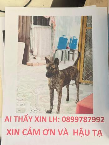 Tìm Chó lạc tại TP Hồ Chí Minh -  Chó Đực, màu Đen