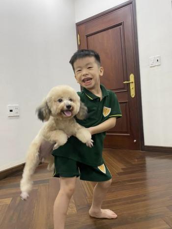 Tìm Chó lạc tại Thái Nguyên -  Chó Poodle Đực, màu Kem (Vàng mơ)