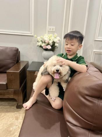 Tìm Chó lạc tại Thái Nguyên -  Chó Poodle Đực, màu Kem (Vàng mơ)