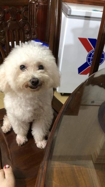 Tìm Chó lạc tại Thái Bình -  Chó Poodle Đực, màu Trắng