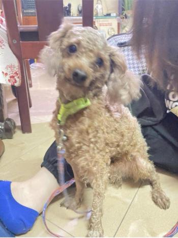 Tìm Chó lạc tại Hà Nội -  Chó Poodle Đực, màu Nâu đỏ