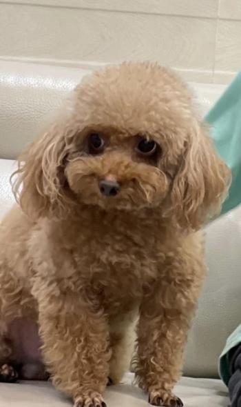 Tìm Chó lạc tại Hà Nội -  Chó Poodle Đực, màu Trắng