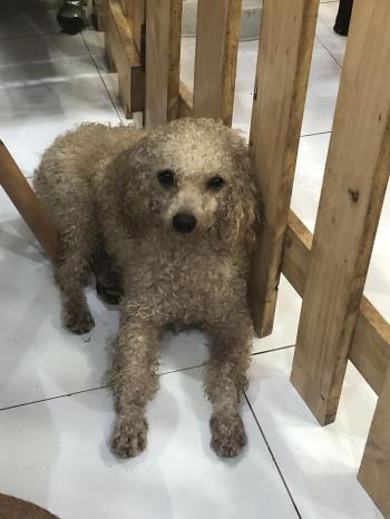 Phát hiện Chó lạc tại TP Hồ Chí Minh -  Chó Poodle Cái, màu Kem (Vàng mơ)