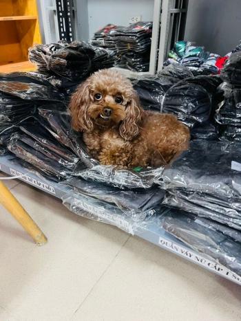 Tìm Chó lạc tại Hà Nội -  Chó Poodle Cái, màu Nâu đất