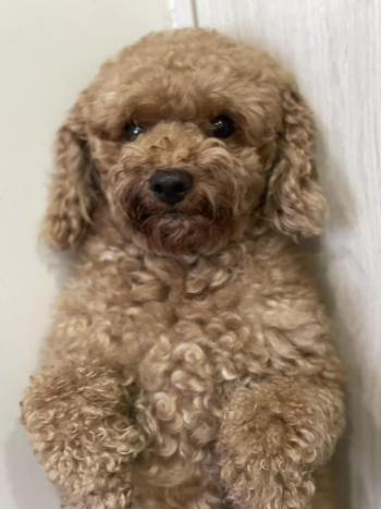 Tìm Chó lạc tại Hà Nội -  Chó Poodle Đực, màu Nâu đất