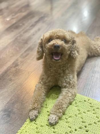 Tìm Chó lạc tại Hà Nội -  Chó Poodle Đực, màu Nâu đất