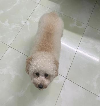 Tìm Chó lạc tại Bình Dương -  Chó Poodle Đực, màu Trắng